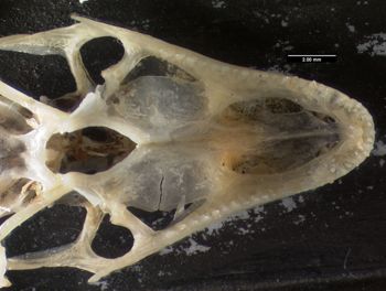 Media type: image;   Herpetology R-119716